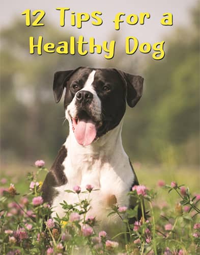 12 tips for a healthy dog ebook cover