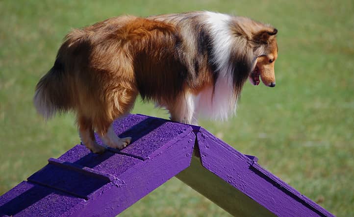 dog agility for mental stimulation