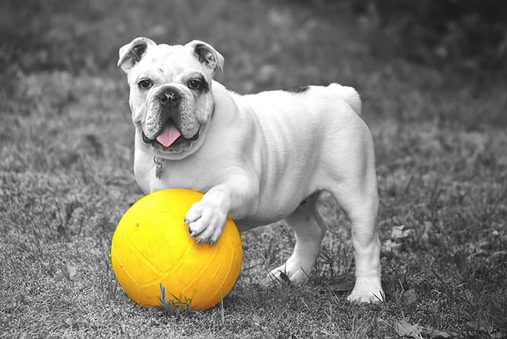 bulldog playing with yellow ball
