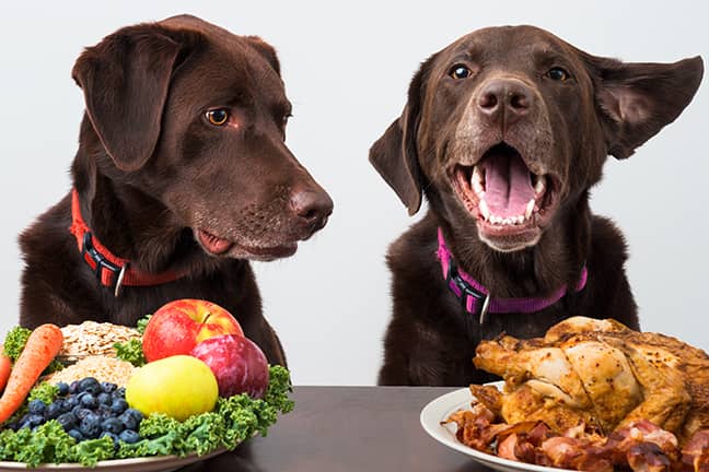 Two Dogs with Farm Fresh Dog Food