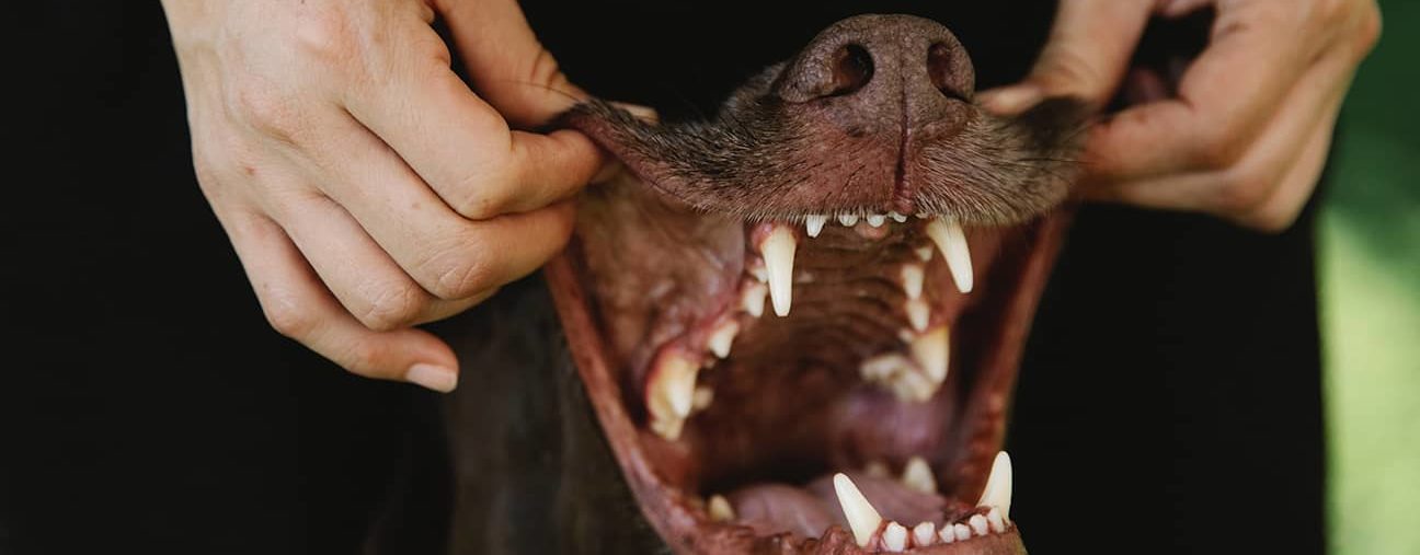 Dog Dental Health - Beautiful Teeth