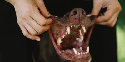 Dog Dental Health - Beautiful Teeth