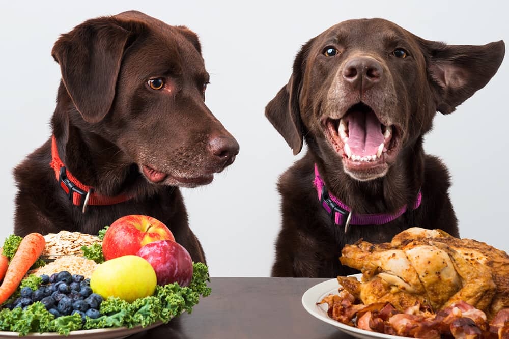 great choices for healthy canine diet