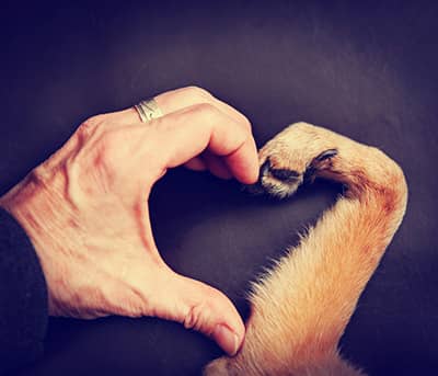 dog and human bond