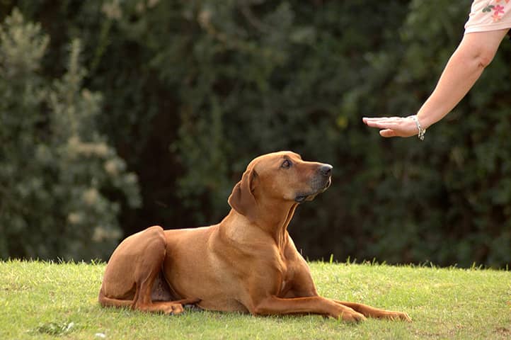 training dogs provides mental stimulation