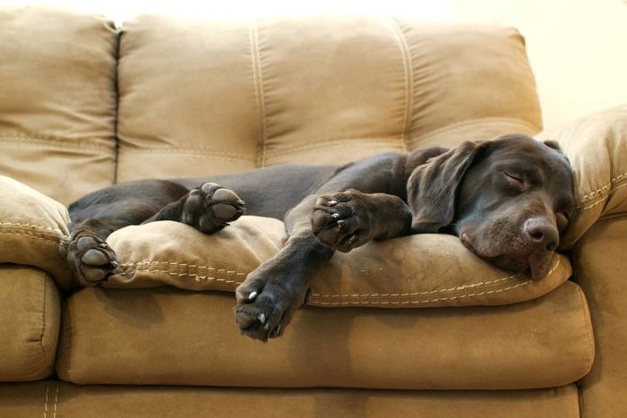 big dog sleeping on the couch