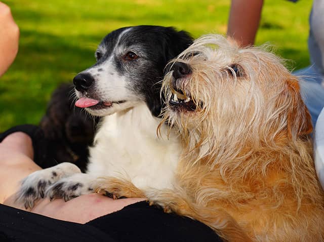 Hungry Dogs Begging