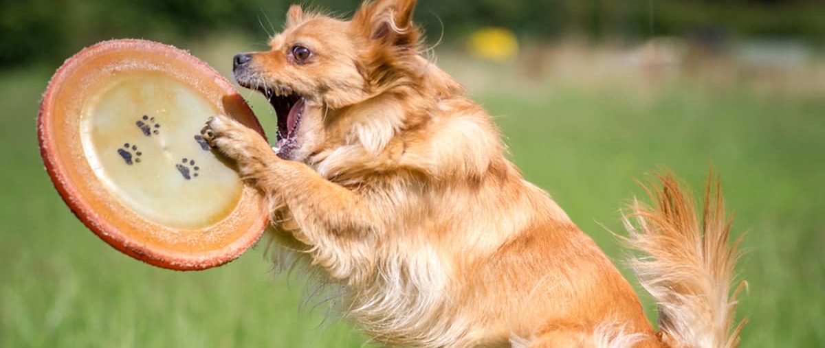 why-is-mental-stimulation-important-for-your-dog-canine-harvest