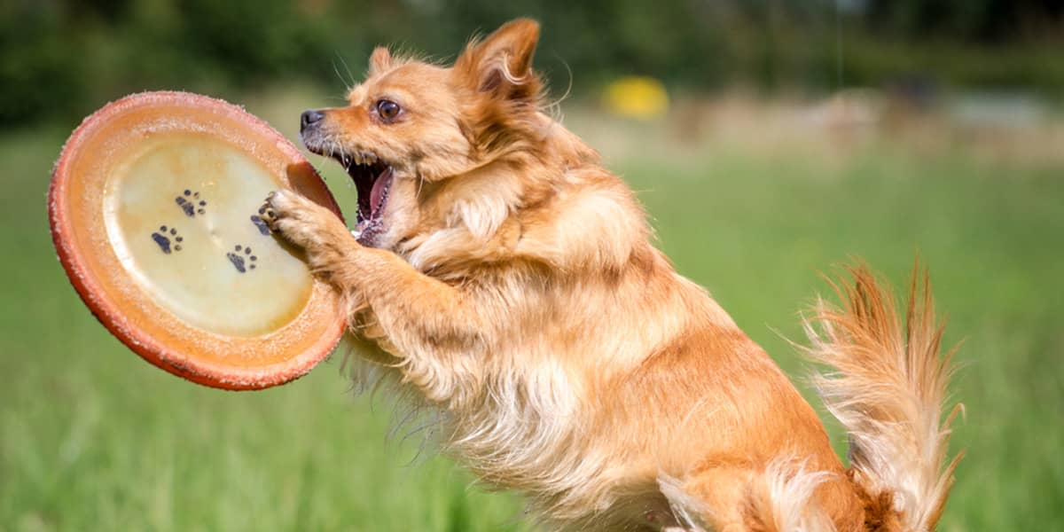 why-is-mental-stimulation-important-for-your-dog-canine-harvest