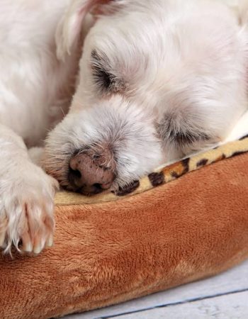 puppy sleeping