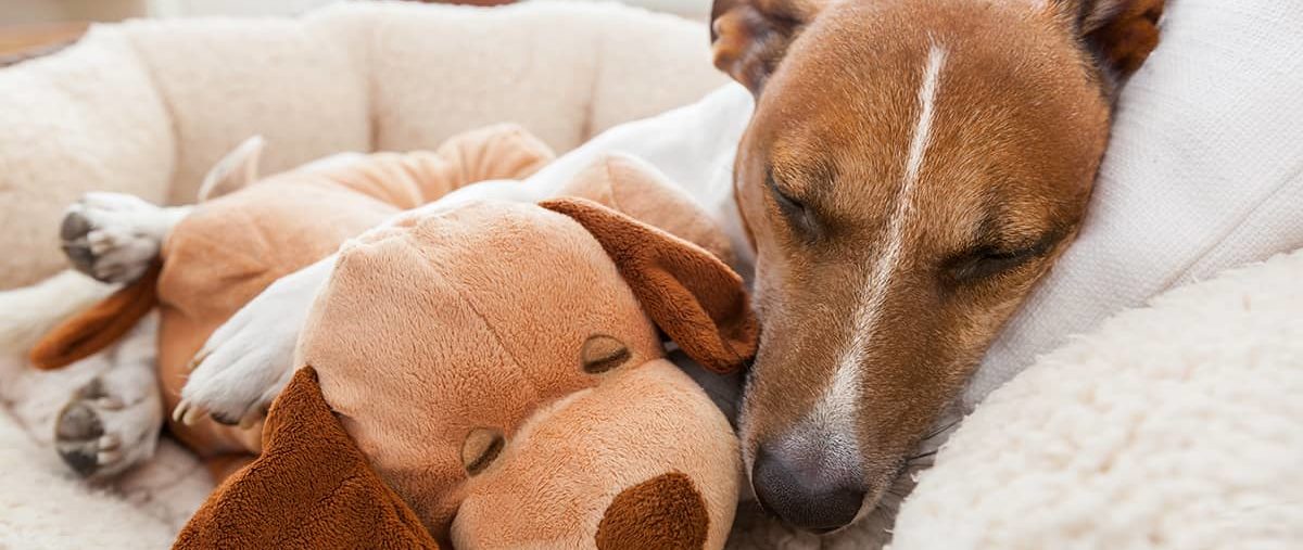Small dog sleeping with stuffed toy