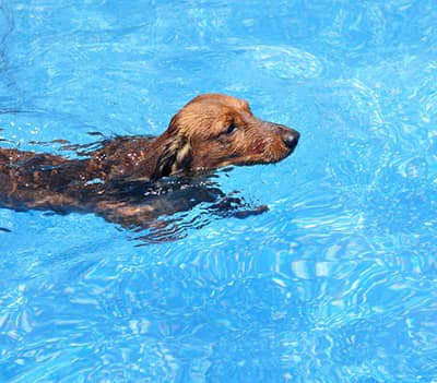 senior dog swimming